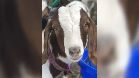 Cedar the goat was auctioned off in June 2022 at a Shasta County fair, but the family that owned the goat had second thoughts and offered to pay any losses to keep the pet from being slaughtered. Advancing Law for Animals