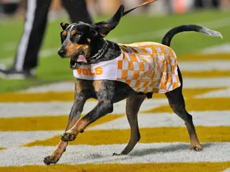 Bleacher Report: Smokey is the best! | wbir.com