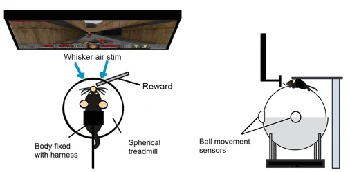A diagram explaining how the rig that allows rats to play Doom works.